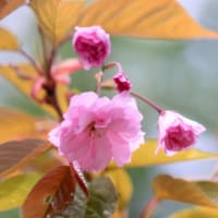初夏の花と野菜１）