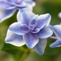 真昼に咲く蒼い星花。