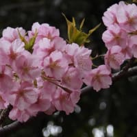 大仙公園のサクラ（２０２５年３月１７日）