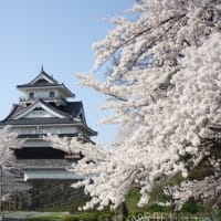 Beautiful Sakura and Kaminoyama Castle in Yamagatad