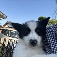 初抱っこ散歩