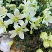 小次郎と春の草花－クレマチス・ペトリエイ－