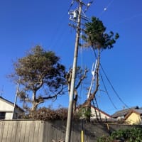 木を切る4…