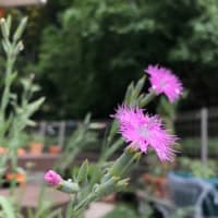 我が家の5月