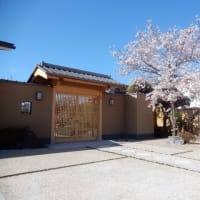 桜満開！