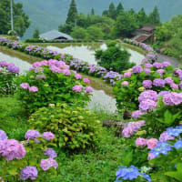 三郷町、「田園のアジサイ風景」 ～ 貴重なMemory画像です。