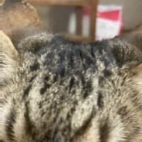 鼻ヨーグルト