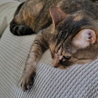 あらら