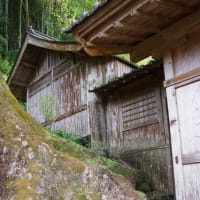高知県佐川町、乙「諏訪神社・佐川の大樟」（県指定）です！！