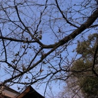２００９年３月１９日 もうすぐ開花か？ 靖国神社桜
