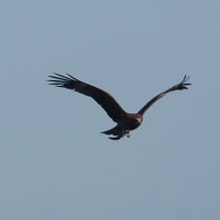 6/01探鳥記録写真-2：狩尾岬の鳥たち（キアシシギ、トビの飛翔、）