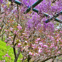 蓮華寺池公園の桜と藤