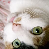 桜子が虹の橋を渡りました