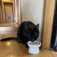 今日のくーちゃん
