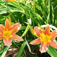 ハアザミ（葉薊）