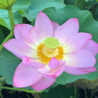 混沌の中に咲く　蓮の花が教えてくれること