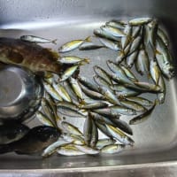 鯵釣り