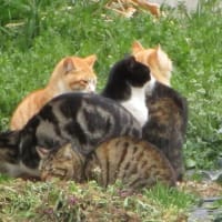 春の猫たち