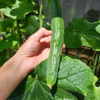 夏至ツーゼロツーファイヴはカニ汁