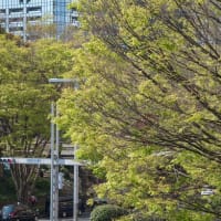 2022.04.08 西新宿 中央公園前交差点： ケヤキの新緑！