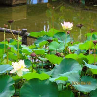 水辺公園水生花園へ