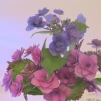 シニアフィットネスー１４日