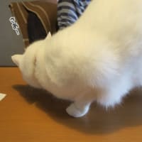 ごあいさつの尻立て
