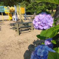 清和公園のアジサイ