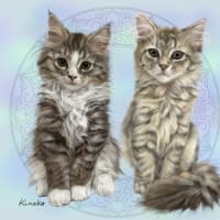２匹の子猫ちゃん　しらすちゃん　どんぐりちゃん