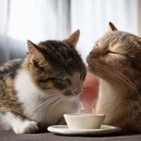 北アルプス　名探偵コナン 隻眼の残像＆信州　猫とアロマ
