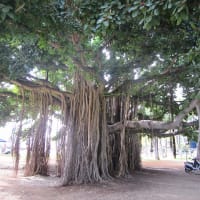 ハワイ～バニヤンの木