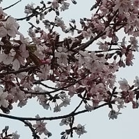 公園の桜咲く
