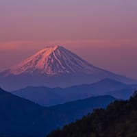 01/May 天の川🌌と朝焼けの富士山とキビタキとコマドリとコルリと相思鳥