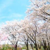 犬と山梨に桃と桜を見にやってきました♪（その３）