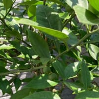 芒種（葡萄、イチジク、ブルーベリー、すだち、最後に蓮の様子）