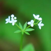 赤城山のレンゲツツジ