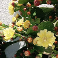 サボテンの花