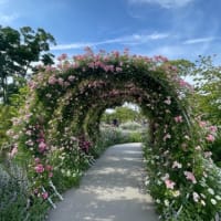 薔薇の季節