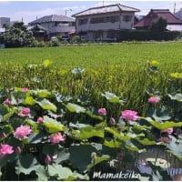 近所の蓮池