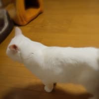 なが～～～いシッポ