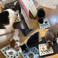 2025/7/7の朝ごはん