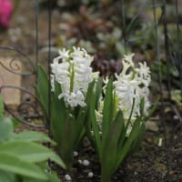 香りの球根草花ヒヤシンス