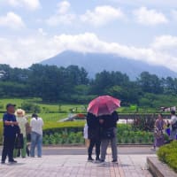 吉野公園のアジサイ他