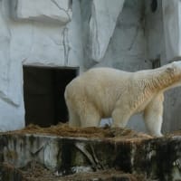 ぬーっと浮上するフブキ