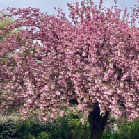 4月18日　ココナツ強し　八重桜満開