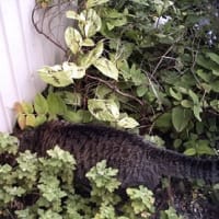 草がぼうぼう