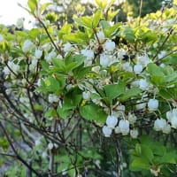 春ですね～。