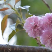 菊枝垂れ桜、スズラン、ツツジ