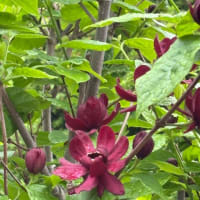 我が家の花達