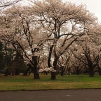近場の桜　小金井公園
